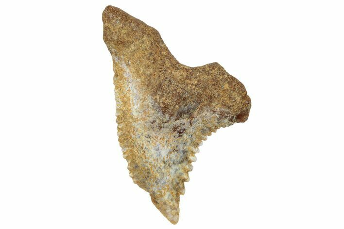 Fossil Shark Tooth (Hemipristis) - Angola #259455